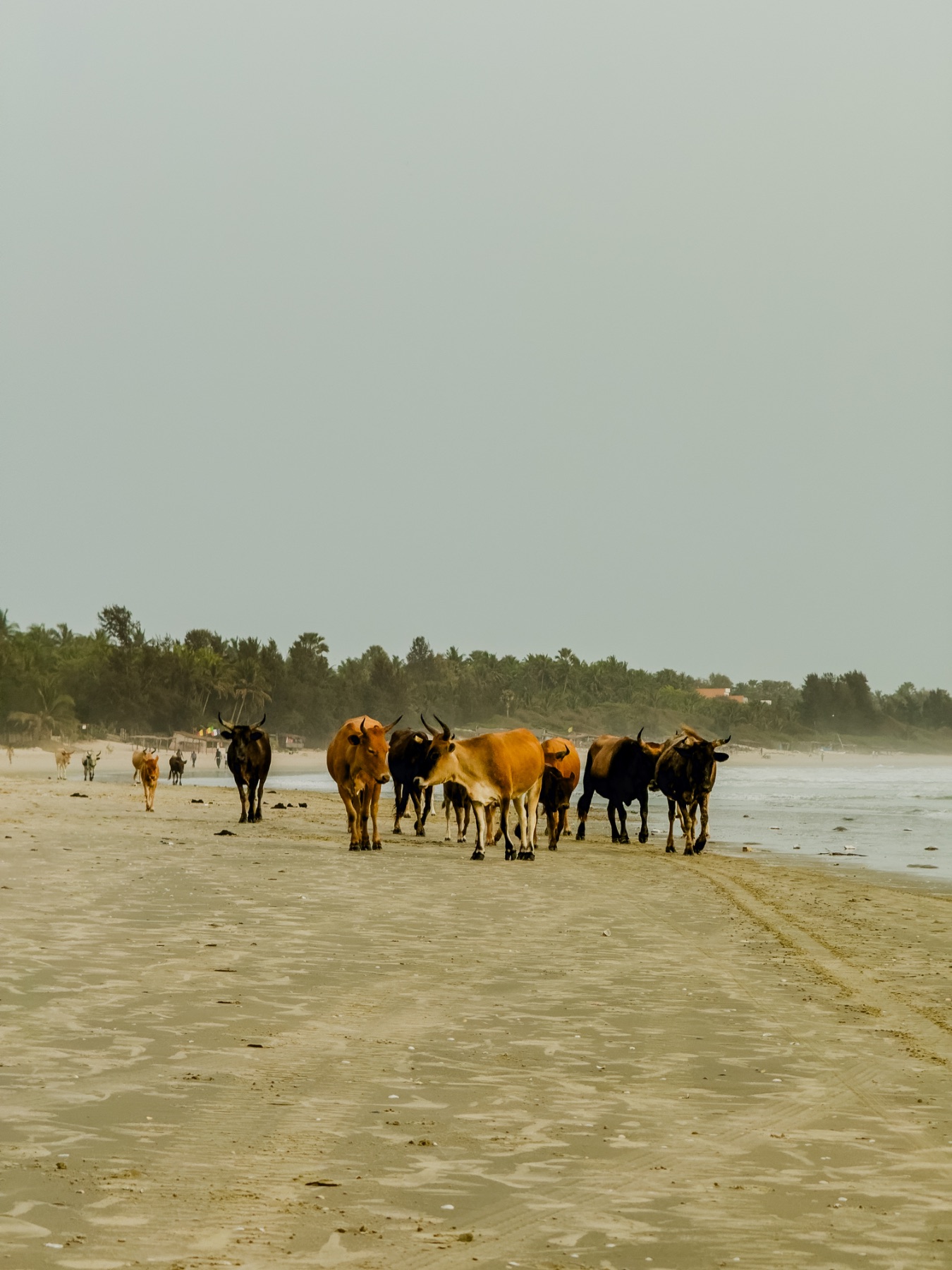 Campos de Casamance